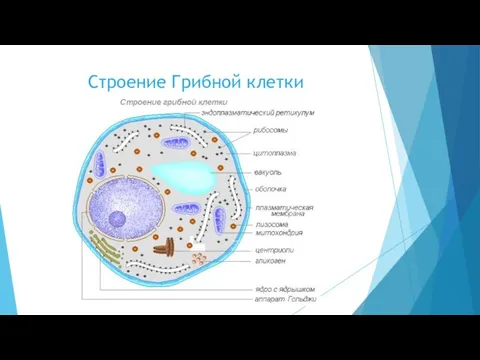 Строение Грибной клетки