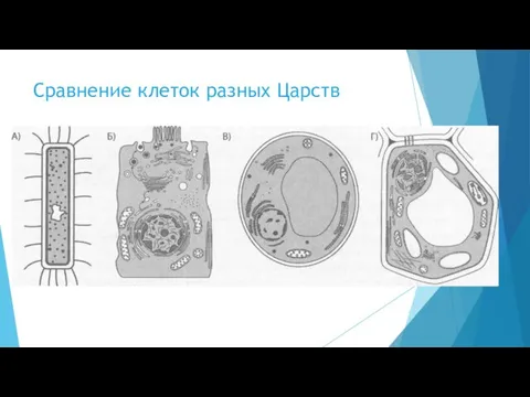 Сравнение клеток разных Царств