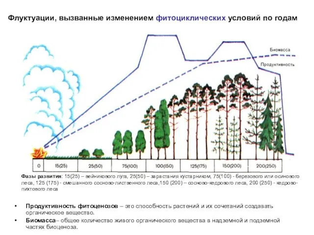 Флуктуации, вызванные изменением фитоциклических условий по годам Продуктивность фитоценозов – это