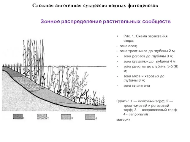 Сложная автогенная сукцессия водных фитоценозов Рис. 1. Схема зарастания озера: -