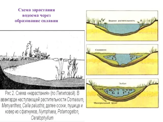 Схема зарастания водоема через образование сплавин