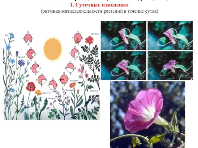 Типы изменений фитоценозов (по: Александрова, 1964) 1. Суточные изменения (ритмика жизнедеятельности растений в течение суток)