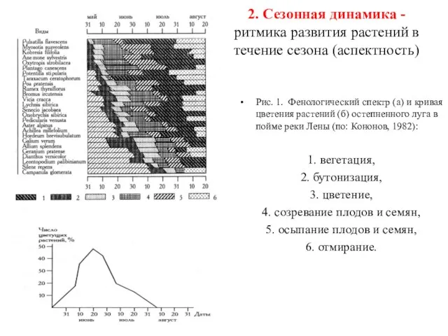 2. Сезонная динамика - ритмика развития растений в течение сезона (аспектность)