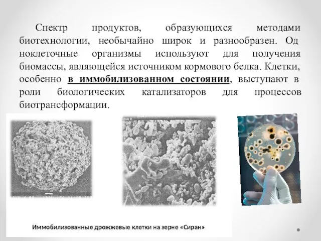 Спектр продуктов, образующихся методами биотехнологии, необычайно широк и разнообразен. Од­ноклеточные организмы