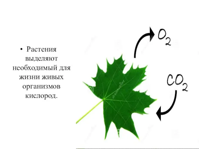 Растения выделяют необходимый для жизни живых организмов кислород.