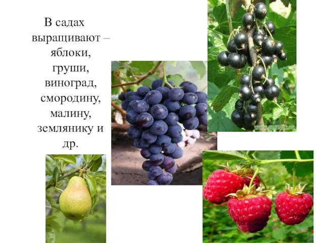 В садах выращивают – яблоки, груши, виноград, смородину, малину, землянику и др.