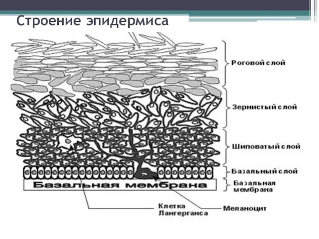 Строение эпидермиса