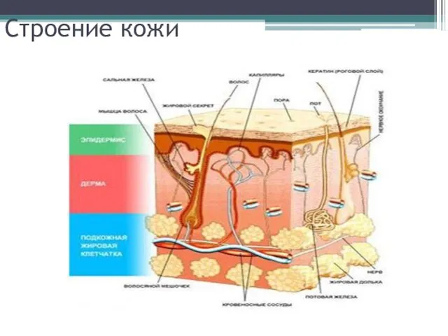 Строение кожи