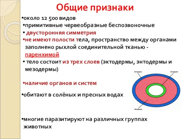 Общие признаки примитивные червеобразные беспозвоночные двусторонняя симметрия не имеют полости тела,