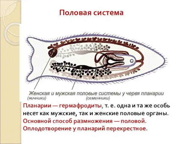 Планарии — гермафродиты, т. е. одна и та же особь несет