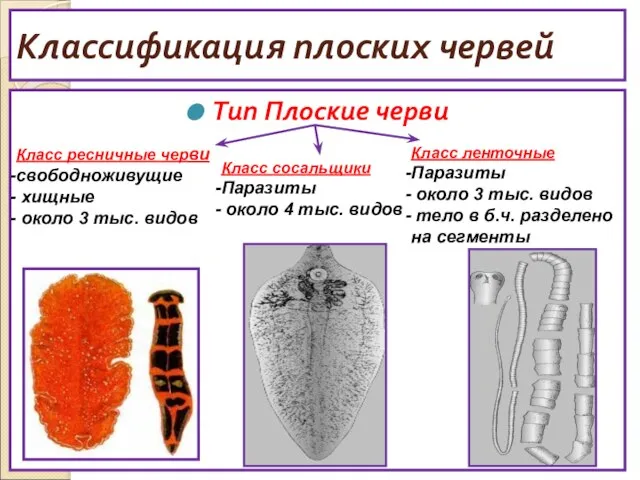 Классификация плоских червей Тип Плоские черви Класс ресничные черви свободноживущие хищные