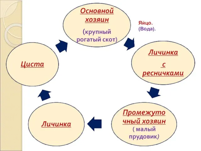 Яйцо. (Вода).