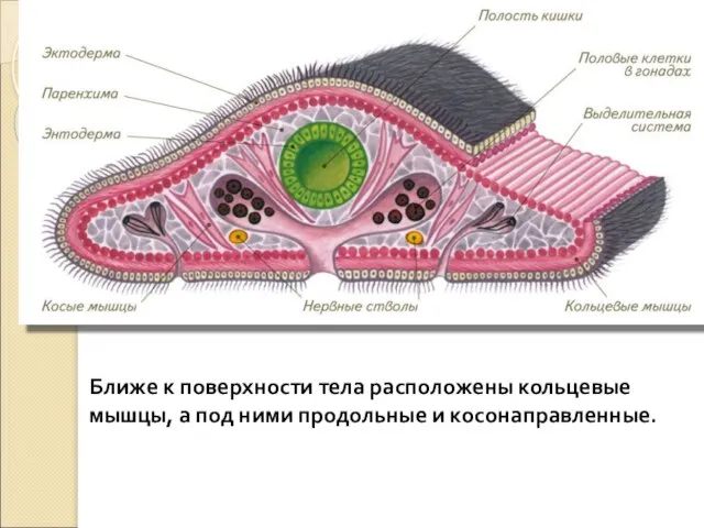 Ближе к поверхности тела расположены кольцевые мышцы, а под ними продольные и косонаправленные.