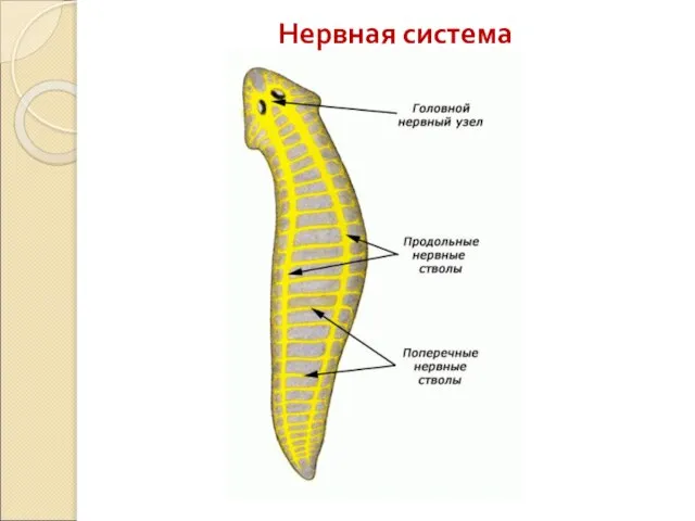 Нервная система