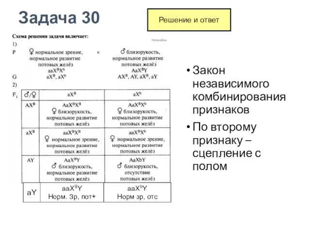 Закон независимого комбинирования признаков По второму признаку – сцепление с полом