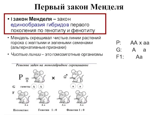 Первый закон Менделя I закон Менделя – закон единообразия гибридов первого