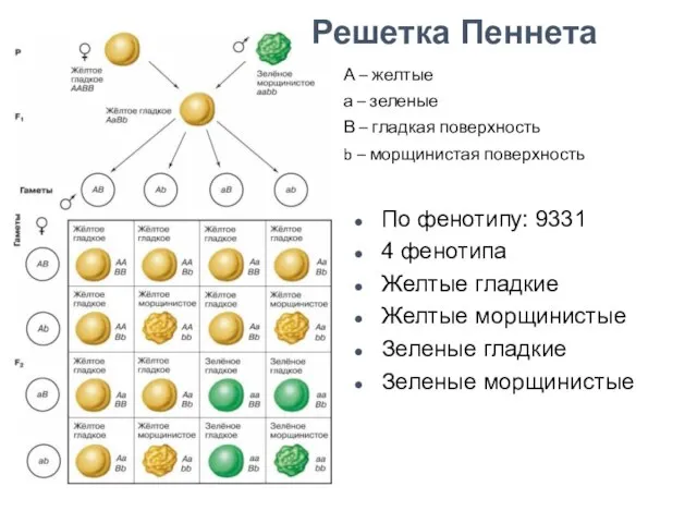 А – желтые а – зеленые В – гладкая поверхность b