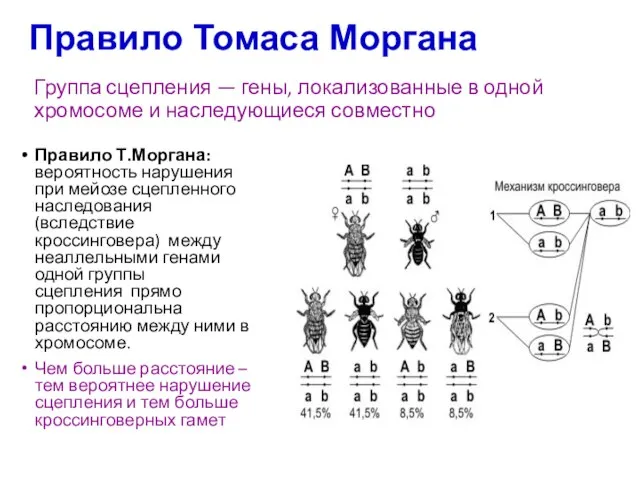 Группа сцепления — гены, локализованные в одной хромосоме и наследующиеся совместно