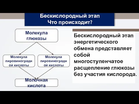 Молекула глюкозы Бескислородный этап Что происходит? Молекула пировиноградной кислоты Молекула пировиноградной