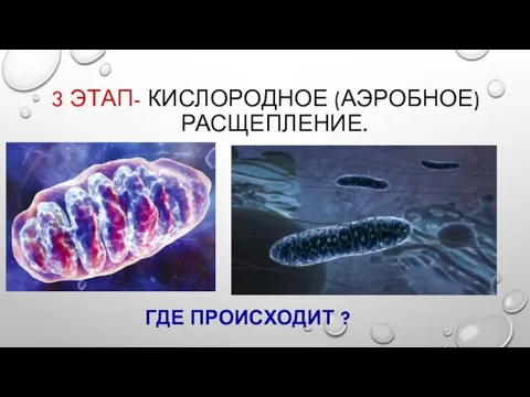 3 ЭТАП- КИСЛОРОДНОЕ (АЭРОБНОЕ) РАСЩЕПЛЕНИЕ. ГДЕ ПРОИСХОДИТ ?