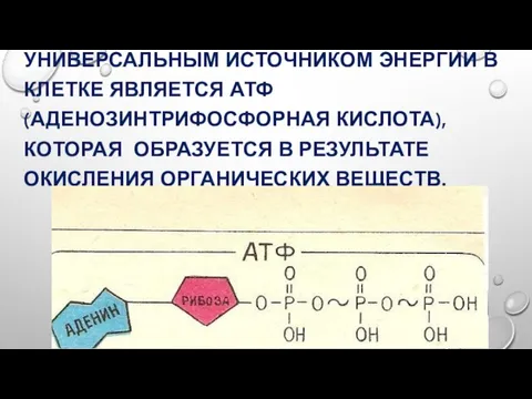 УНИВЕРСАЛЬНЫМ ИСТОЧНИКОМ ЭНЕРГИИ В КЛЕТКЕ ЯВЛЯЕТСЯ АТФ (АДЕНОЗИНТРИФОСФОРНАЯ КИСЛОТА),КОТОРАЯ ОБРАЗУЕТСЯ В РЕЗУЛЬТАТЕ ОКИСЛЕНИЯ ОРГАНИЧЕСКИХ ВЕЩЕСТВ.