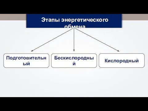 Подготовительный Бескислородный Этапы энергетического обмена Кислородный