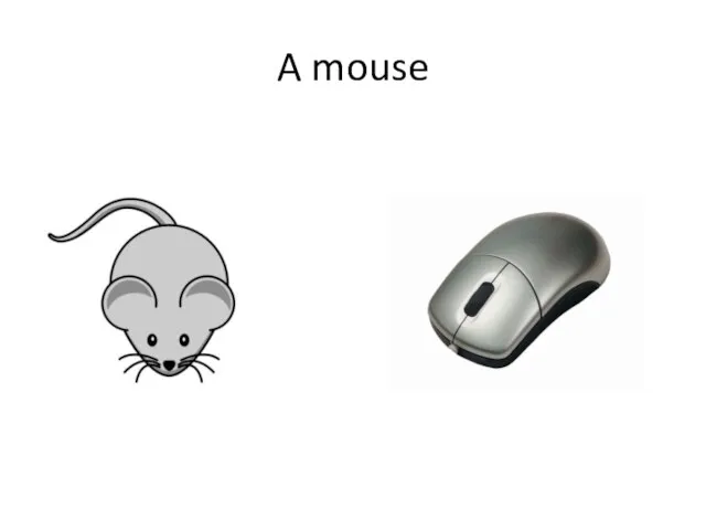 A mouse