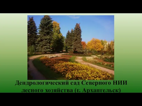 Дендрологический сад Северного НИИ лесного хозяйства (г. Архангельск)