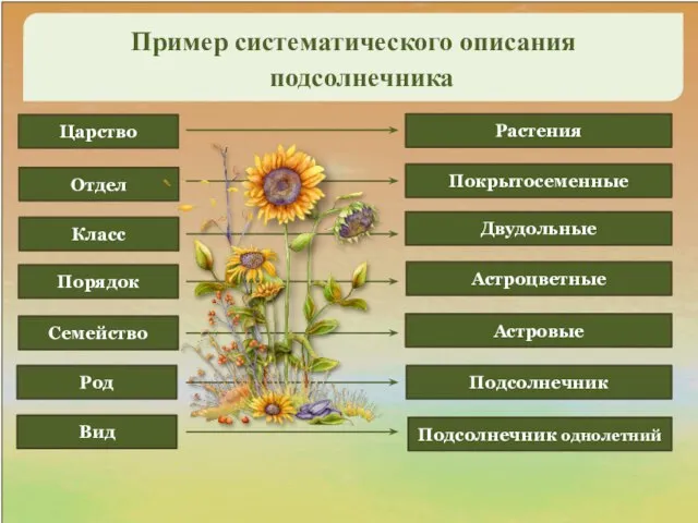 Царство Отдел Род Семейство Класс Вид Пример систематического описания Порядок Подсолнечник