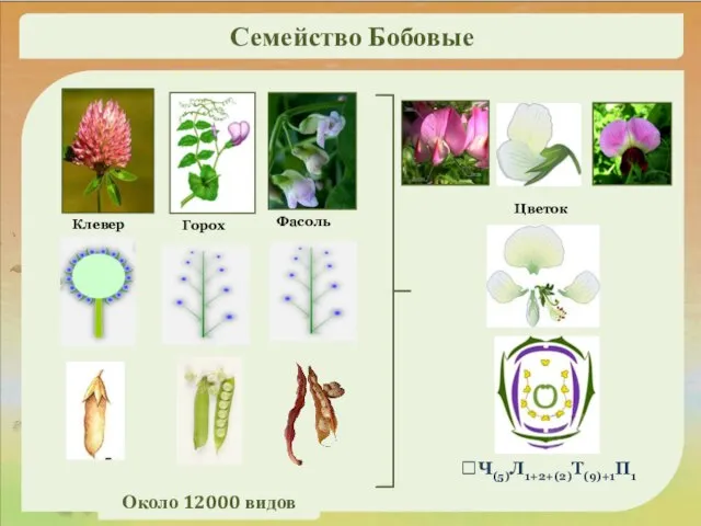1. Рассмотрим растения Клевер ⭡Ч(5)Л1+2+(2)Т(9)+1П1 Горох Цветок Фасоль Семейство Бобовые Около 12000 видов