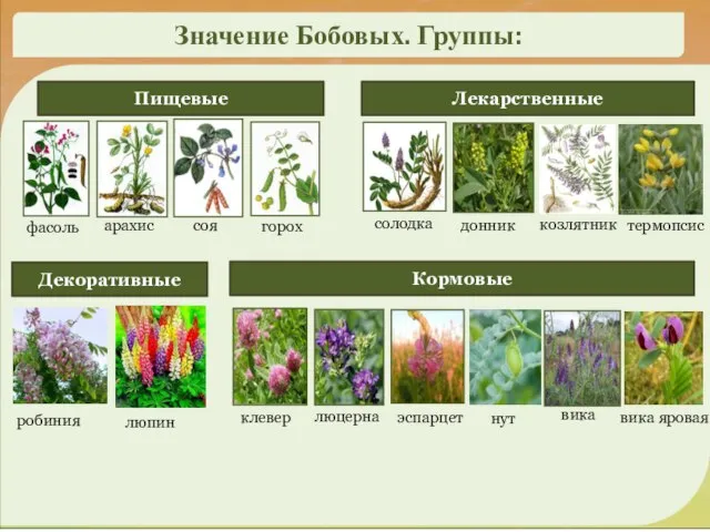 Значение Бобовых. Группы: Пищевые фасоль люцерна клевер горох соя арахис Кормовые