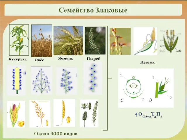 2. Рассмотрим растения Кукуруза О(2)+2Т3П1 Овёс Цветок Ячмень Семейство Злаковые Пырей Около 4000 видов