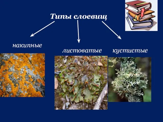 Типы слоевищ накипные листоватые кустистые