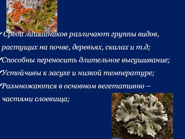 Среди лишайников различают группы видов, растущих на почве, деревьях, скалах и