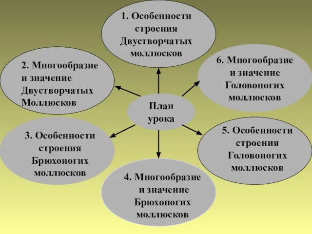 План урока 1. Особенности строения Двустворчатых моллюсков 3. Особенности строения Брюхоногих