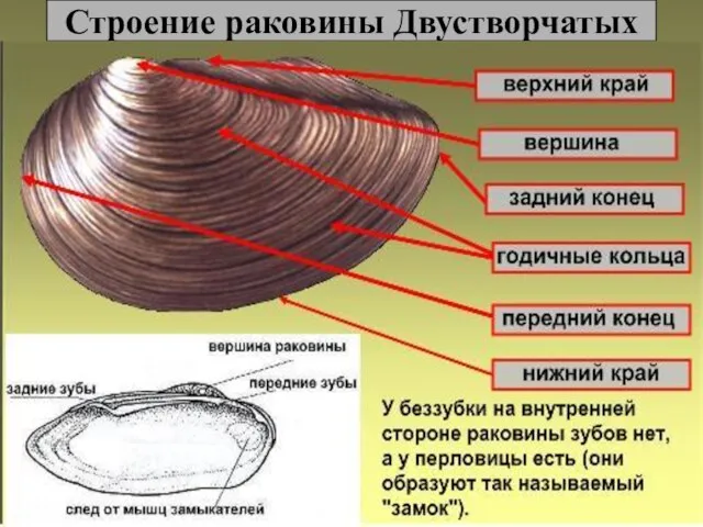 Строение раковины Двустворчатых