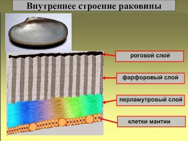 Внутреннее строение раковины