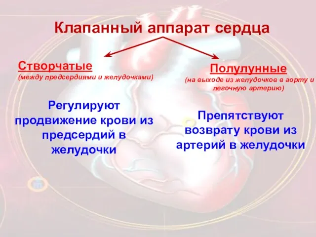 Клапанный аппарат сердца Створчатые (между предсердиями и желудочками) Полулунные (на выходе