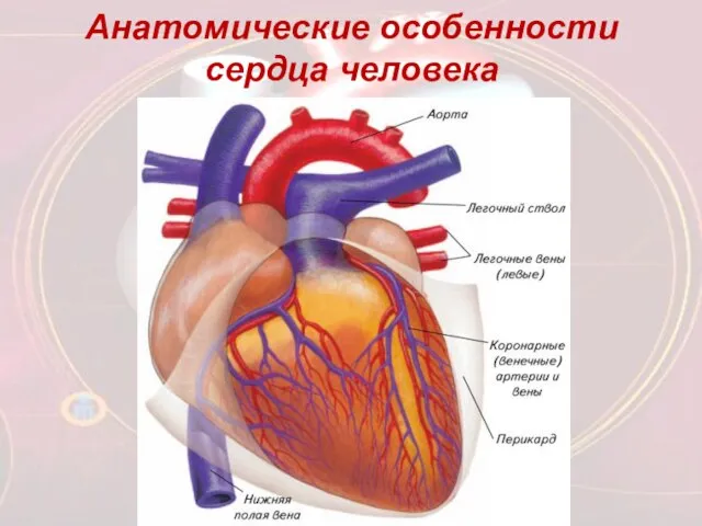 Анатомические особенности сердца человека