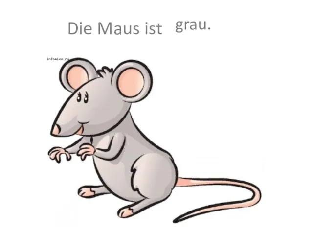 Die Maus ist grau.