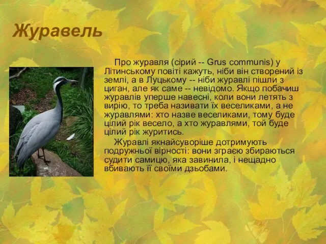 Журавель Про журавля (сірий -- Grus communis) у Літинському повіті кажуть,