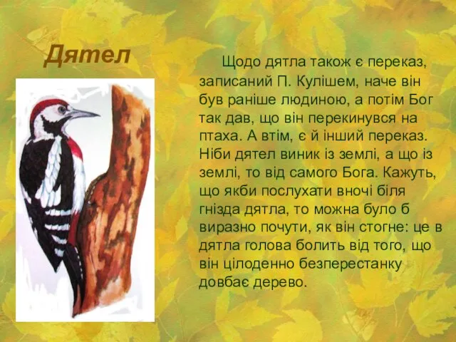 Дятел Щодо дятла також є переказ, записаний П. Кулішем, наче він