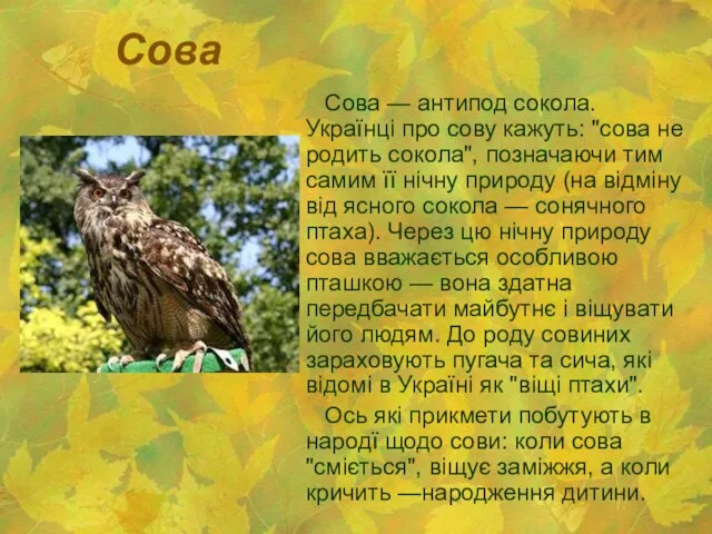 Сова Сова — антипод сокола. Українці про сову кажуть: "сова не