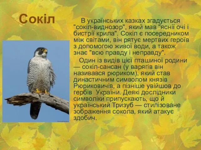 Сокіл В українських казках згадується "сокіл-виднозор", який мав "яснії очі і