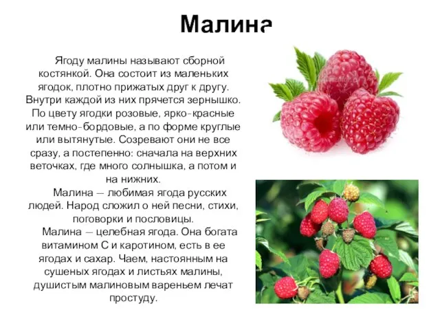 Малина Ягоду малины называют сборной костянкой. Она состоит из маленьких ягодок,