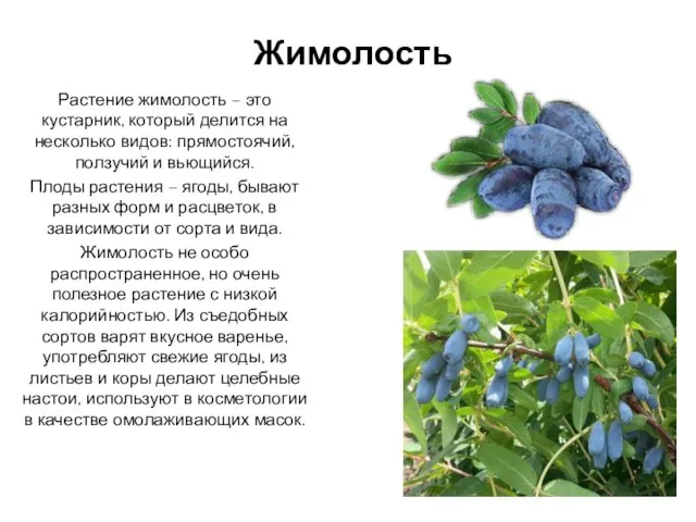 Жимолость Растение жимолость – это кустарник, который делится на несколько видов: