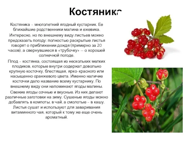 Костяника Костяника – многолетний ягодный кустарник. Ее ближайшие родственники малина и