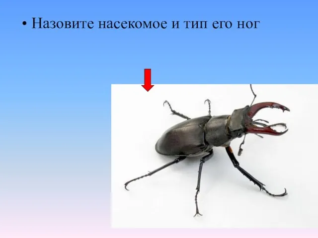 Назовите насекомое и тип его ног