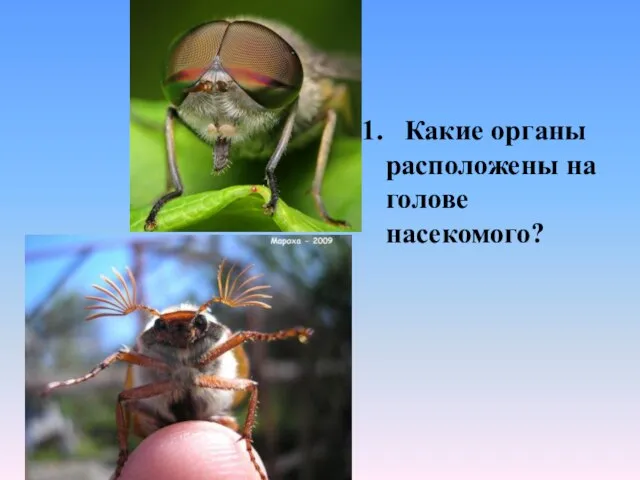 1. Какие органы расположены на голове насекомого?