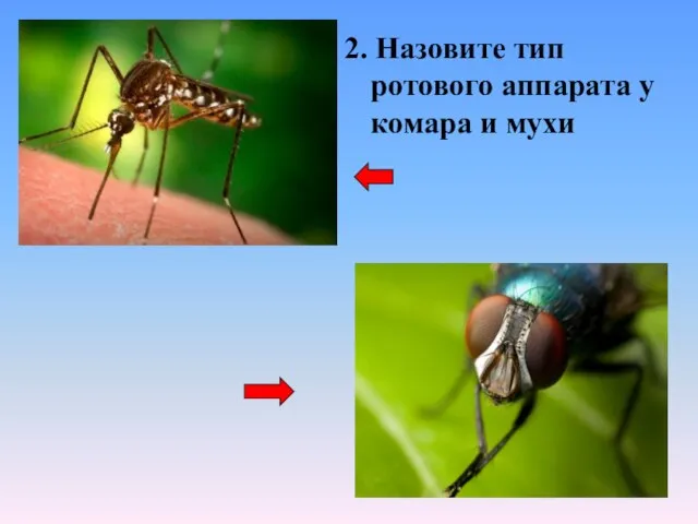 2. Назовите тип ротового аппарата у комара и мухи